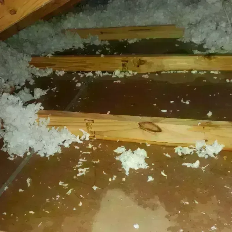 Attic Water Damage in Winter Garden, FL