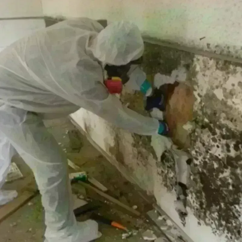 Mold Remediation and Removal in Winter Garden, FL